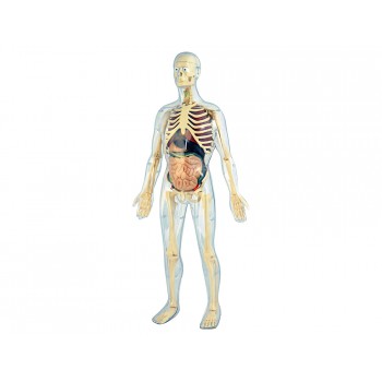 Juego miniland anatomia humana 45 piezas 56 cm