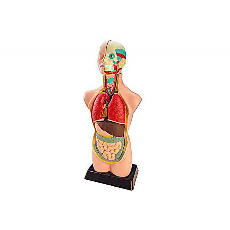 Juego miniland anatomia humana 11 piezas 50 cm