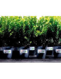 Etiqueta adhesiva resistente avery poliester blanco laser 991x423 mm caja de 240 unidades